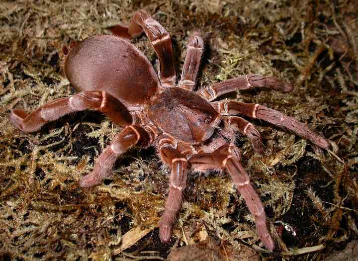 Hercules Baboon Spider (Hysterocrates Hercules)