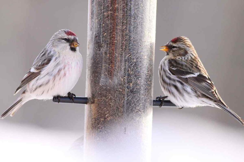 Hoary Redpoll