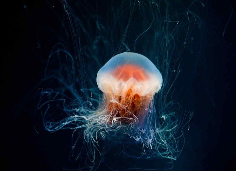 Immortal Jellyfish