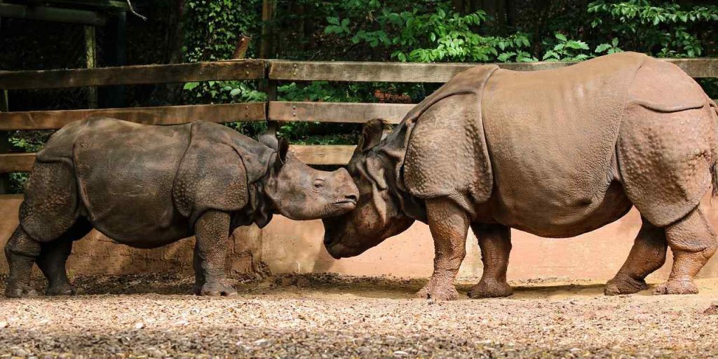 Indian Rhinoceros