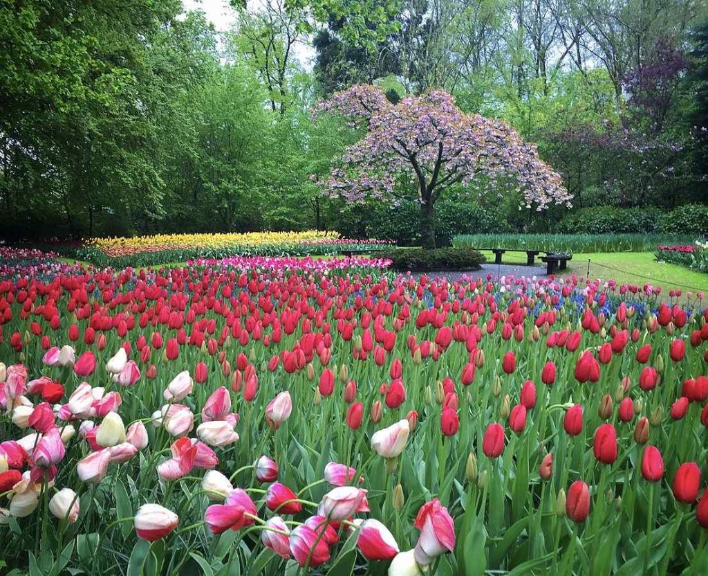 Keukenhof, Netherlands