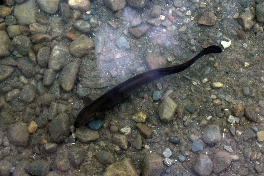 Longfin Eel