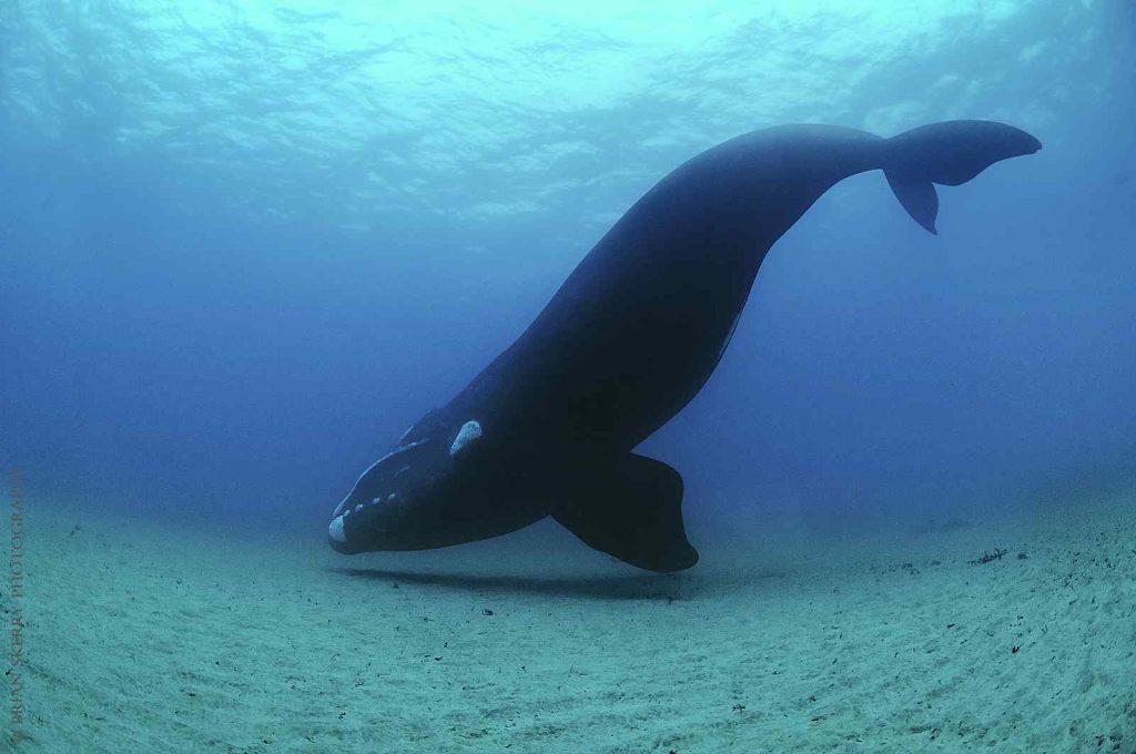 North Pacific Right Whale