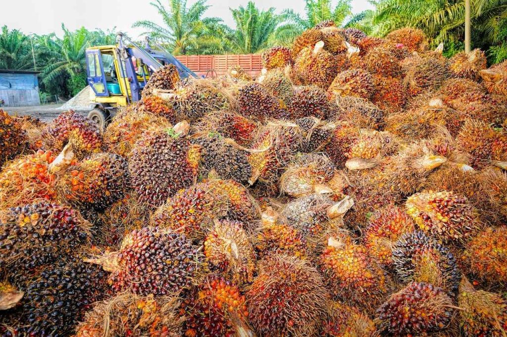 Oil palm is better than other vegetable oils