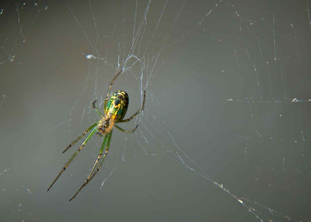 Orchard Spiders