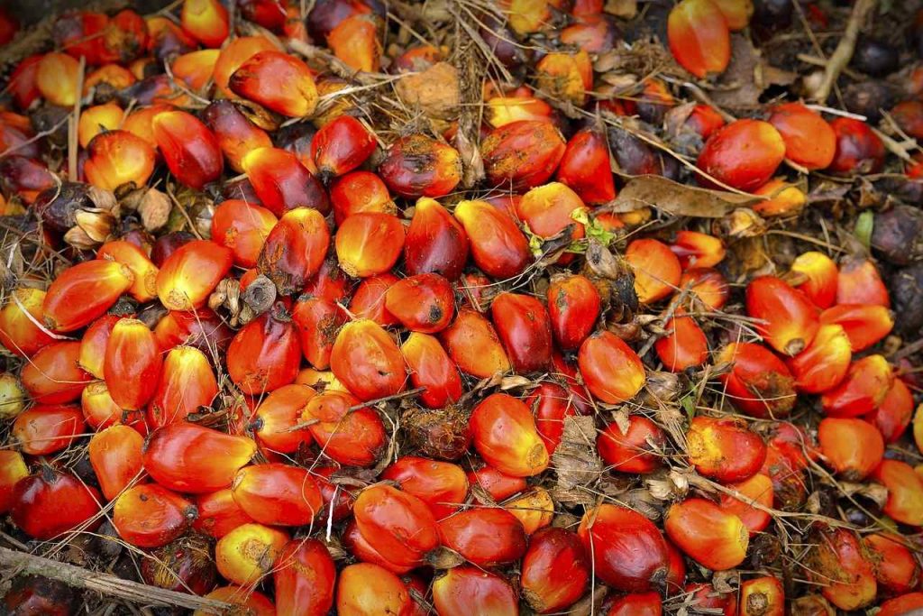 Palm oil fruit