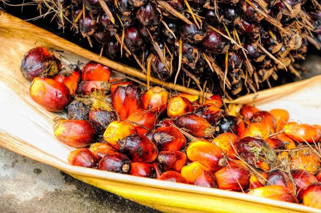 Palm oil production