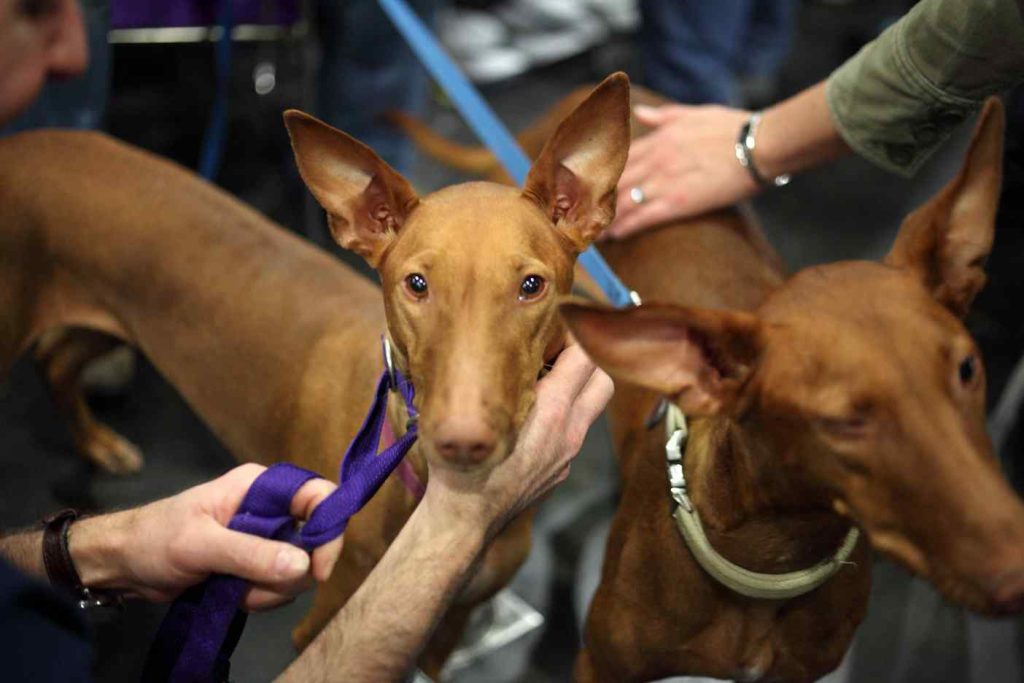 Pharaoh Hound