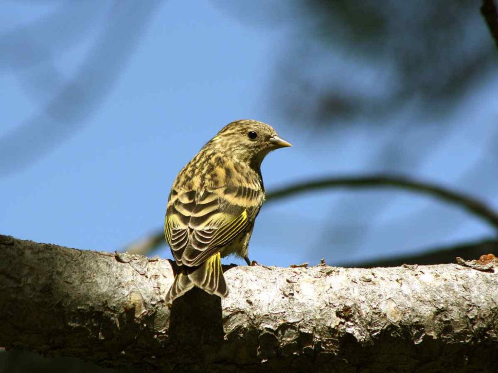 Pine-Siskin