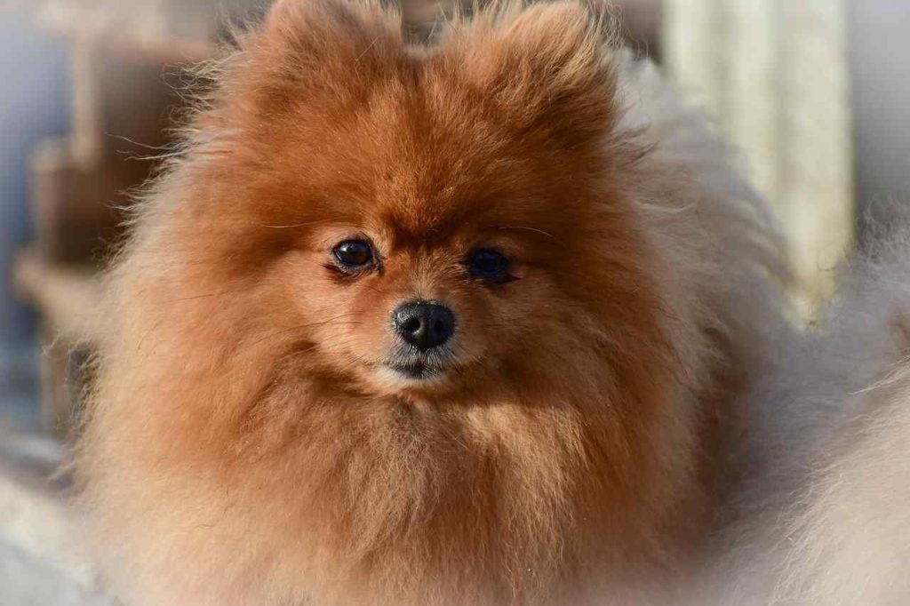 Pomeranian