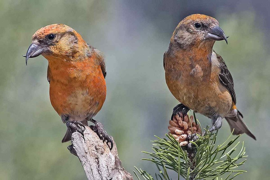 Red Crossbills