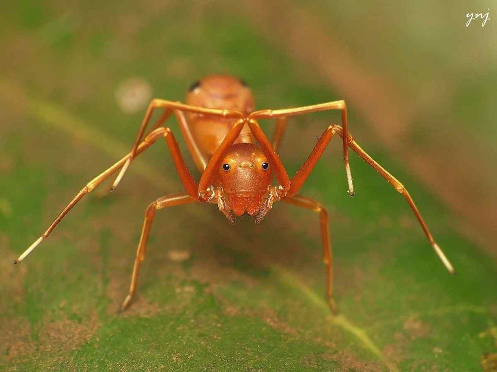 Red Spotted Ant Mimic Spider