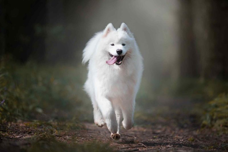 Samoyed