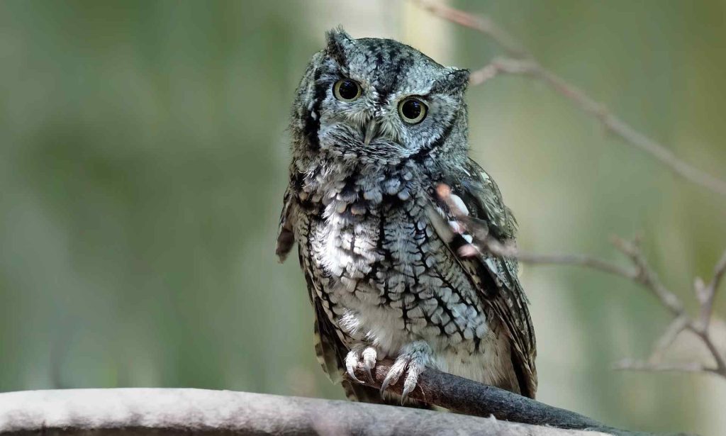 Short-Eared Owl