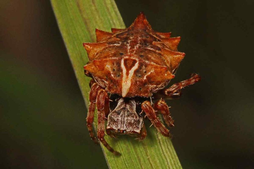 Star-Bellied Orb Weaver Spider