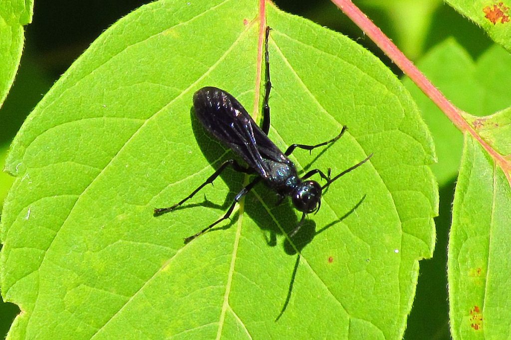 Steel Blue Cricket Hunter wasp