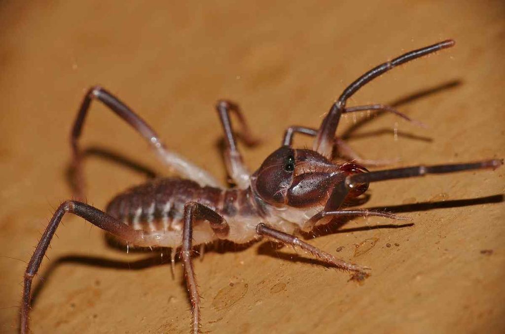 Sun Spider (Solifugae)