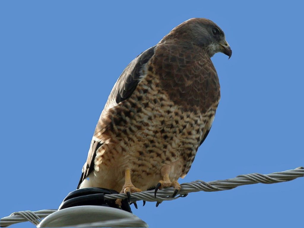 Swainson’s Hawk