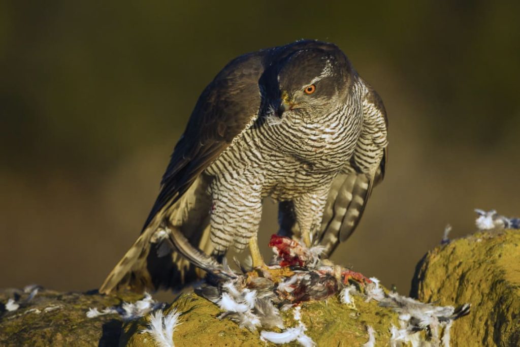 The Northern Goshawk