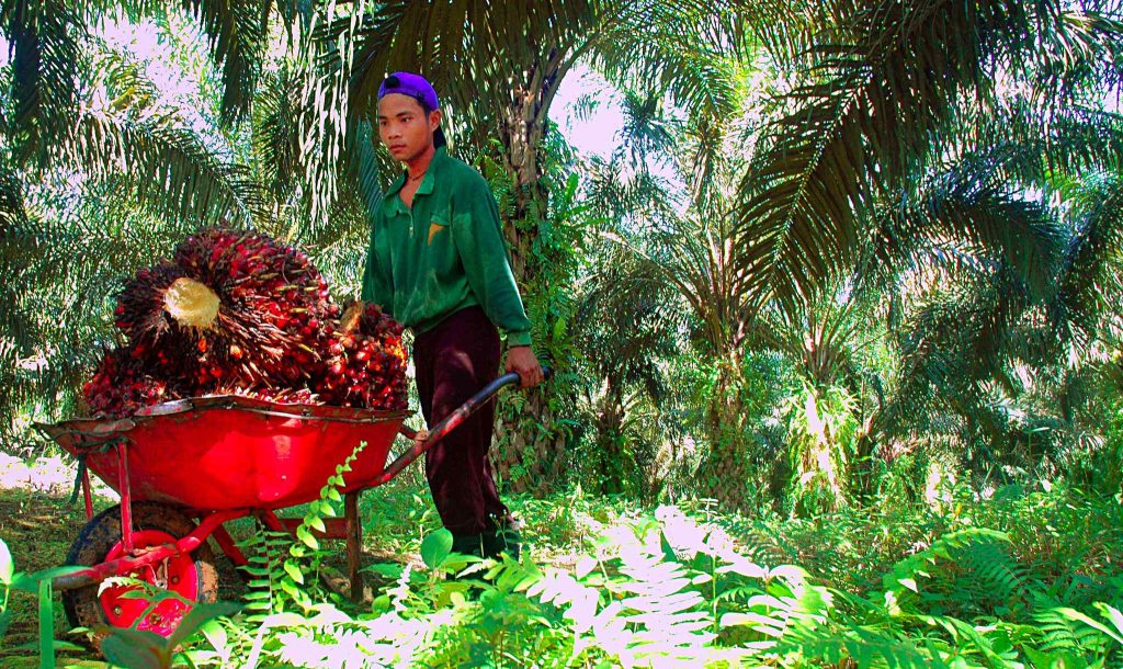 The Palm Oil industry ranks among the top four worst industries for forced and child labour