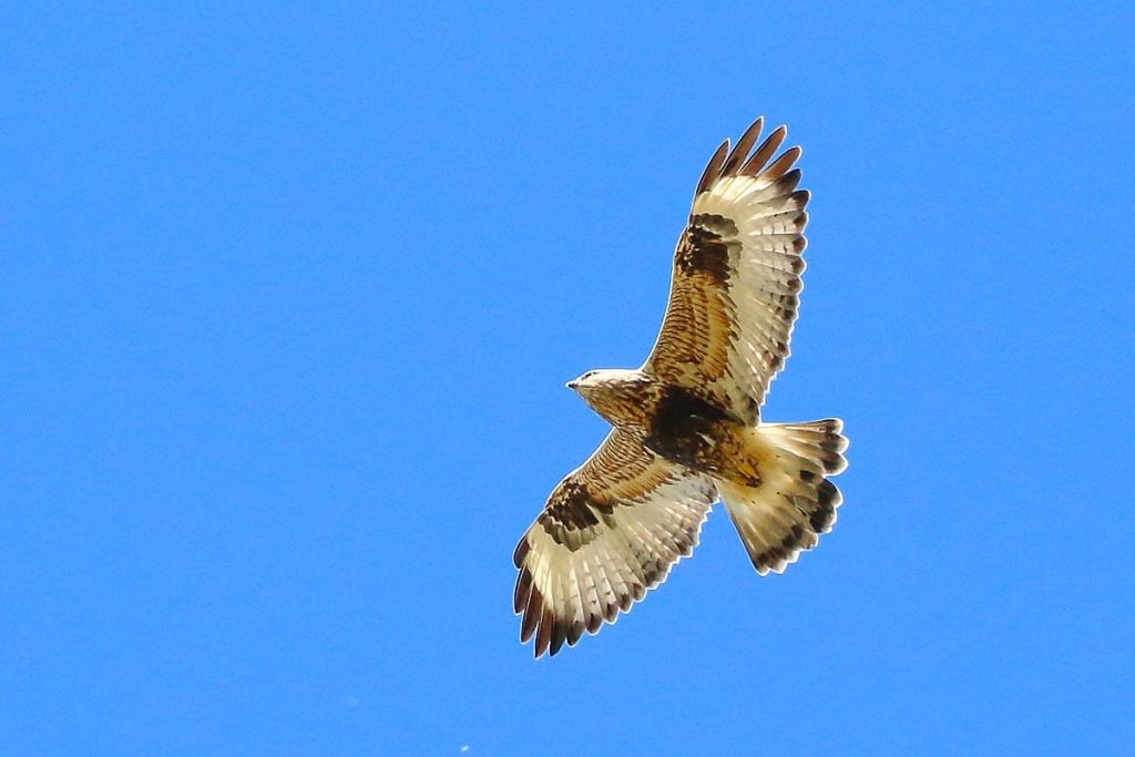 The Rough-Legged Hawk