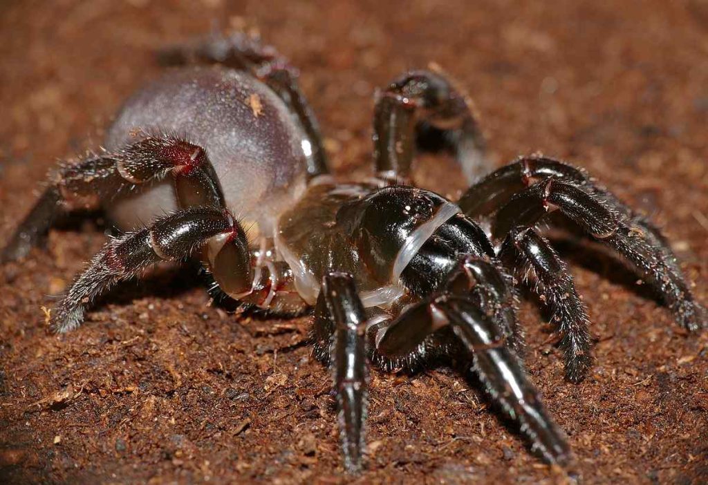 Trap Door Spider