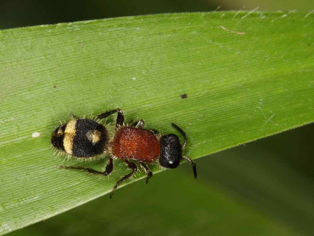 Velvet Ants