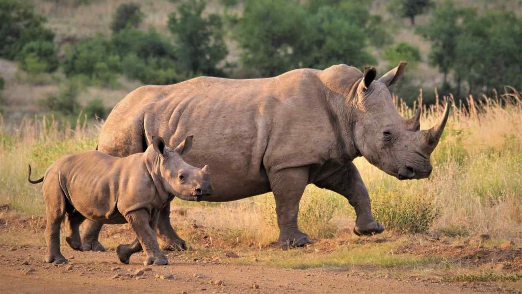 White Rhinoceros