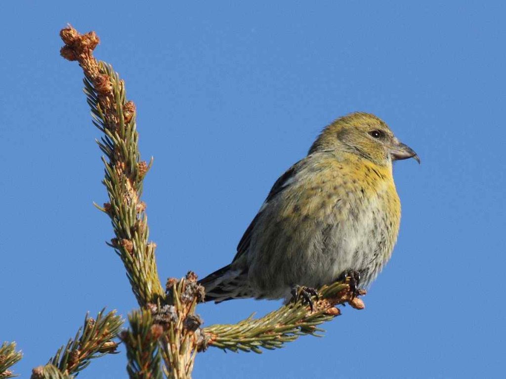 White Winged Crossbill