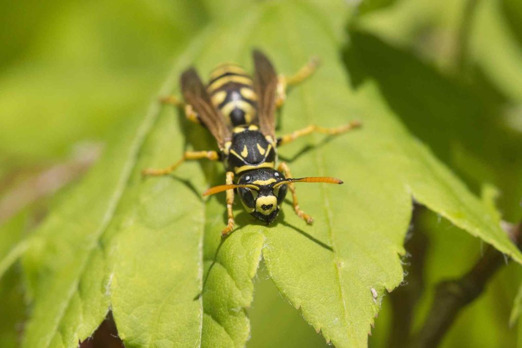 Yellow Jacket Wasp