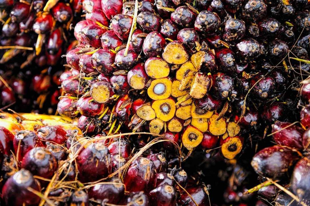 palm oil produce