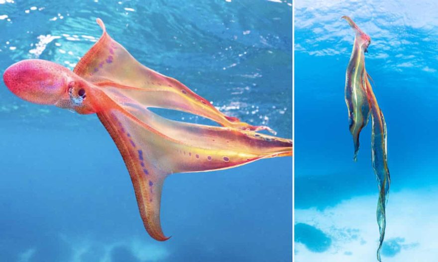 rare blanket octopus spotted in Great Barrier Reef
