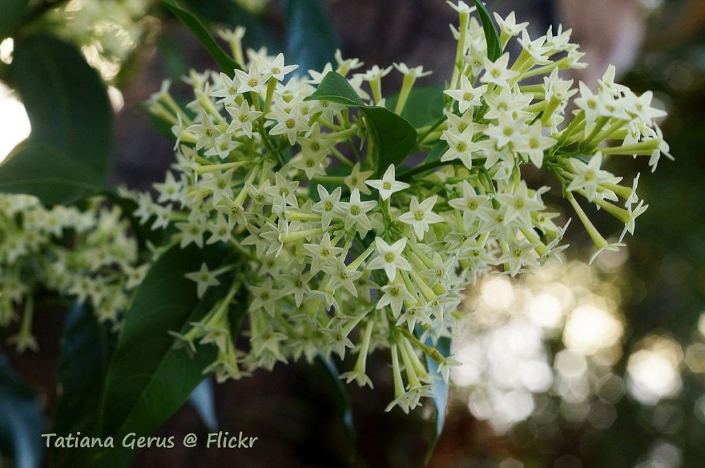 Night Blooming Jasmine