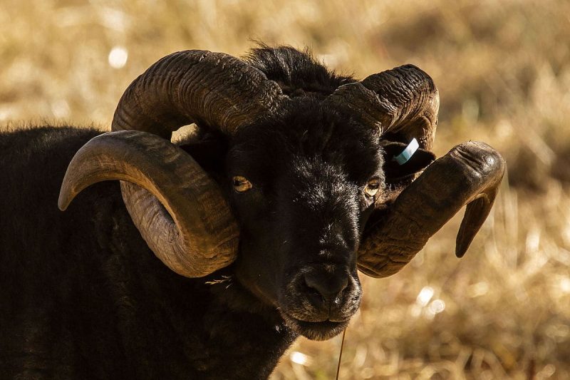 A black hebridian sheep front horns