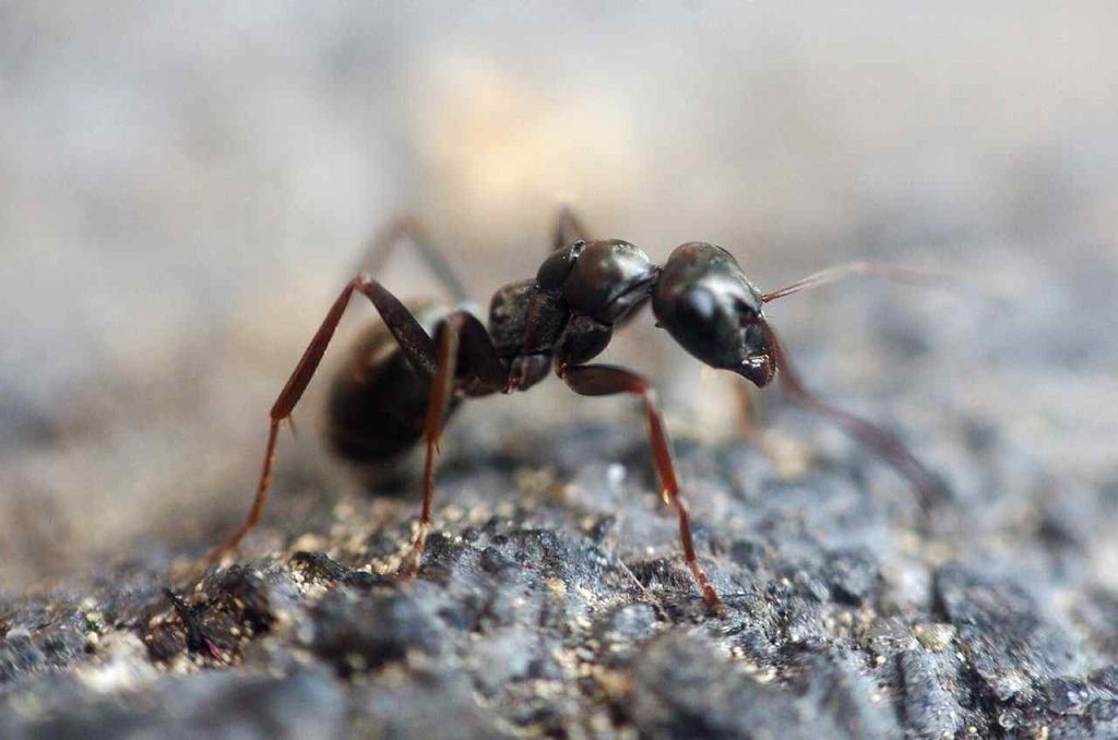 Ant crawling