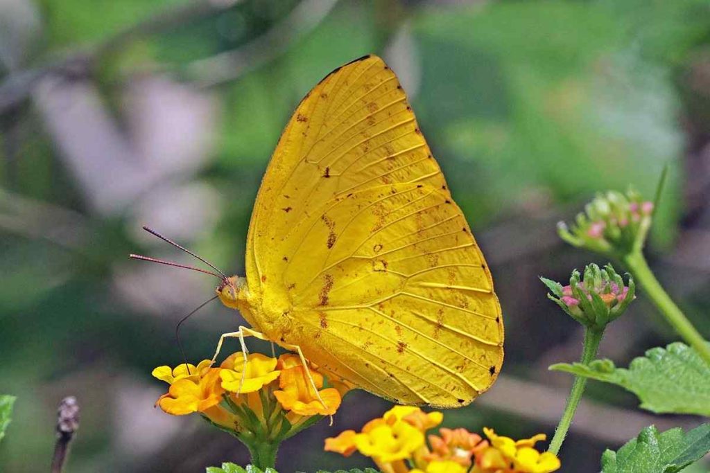 Apricot Sulphur