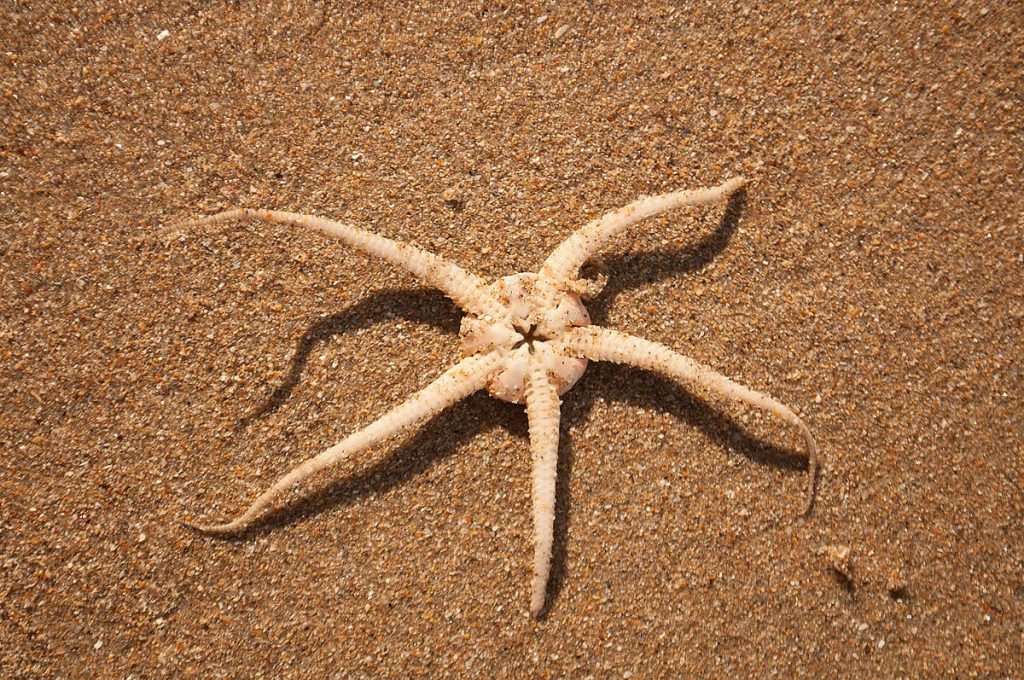 Brittle Star