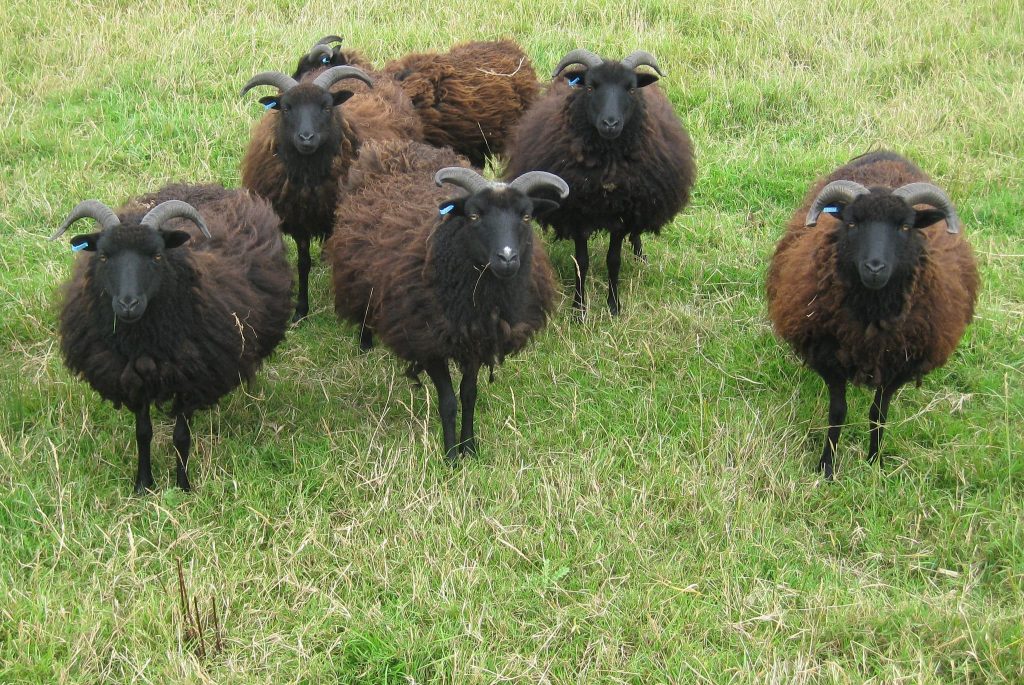 Brown Hebridean Sheep