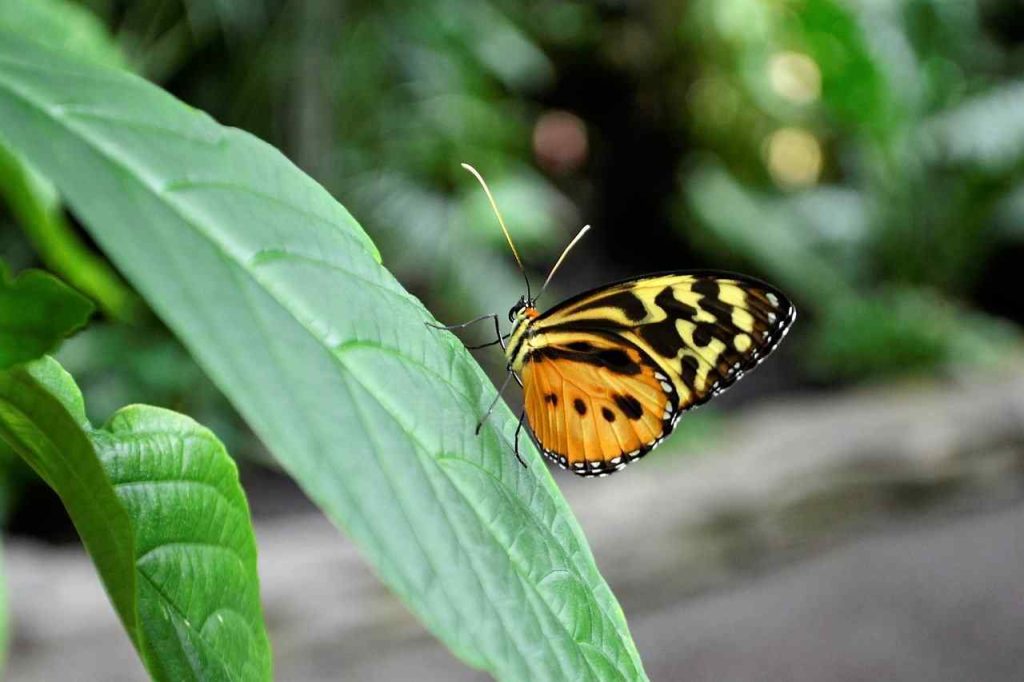 Butterfly crawling