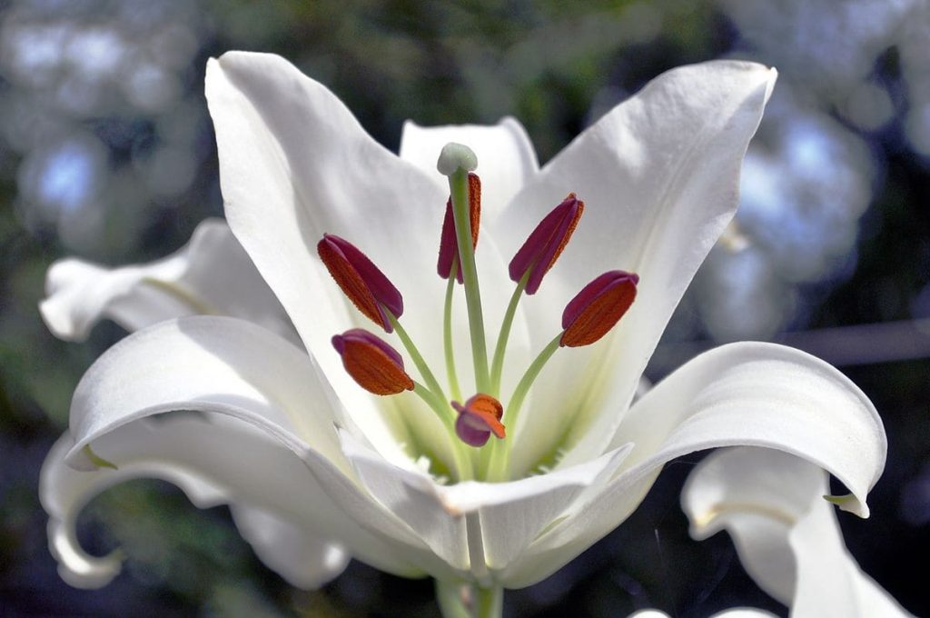 Casa Blanca Lily