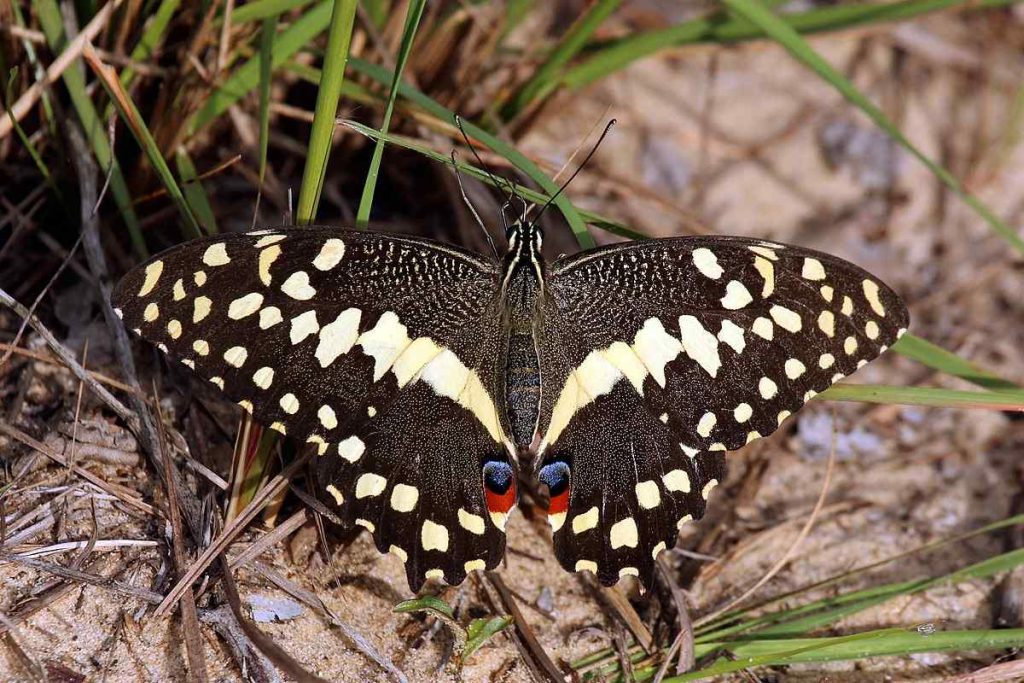 Citrus Swallowtail