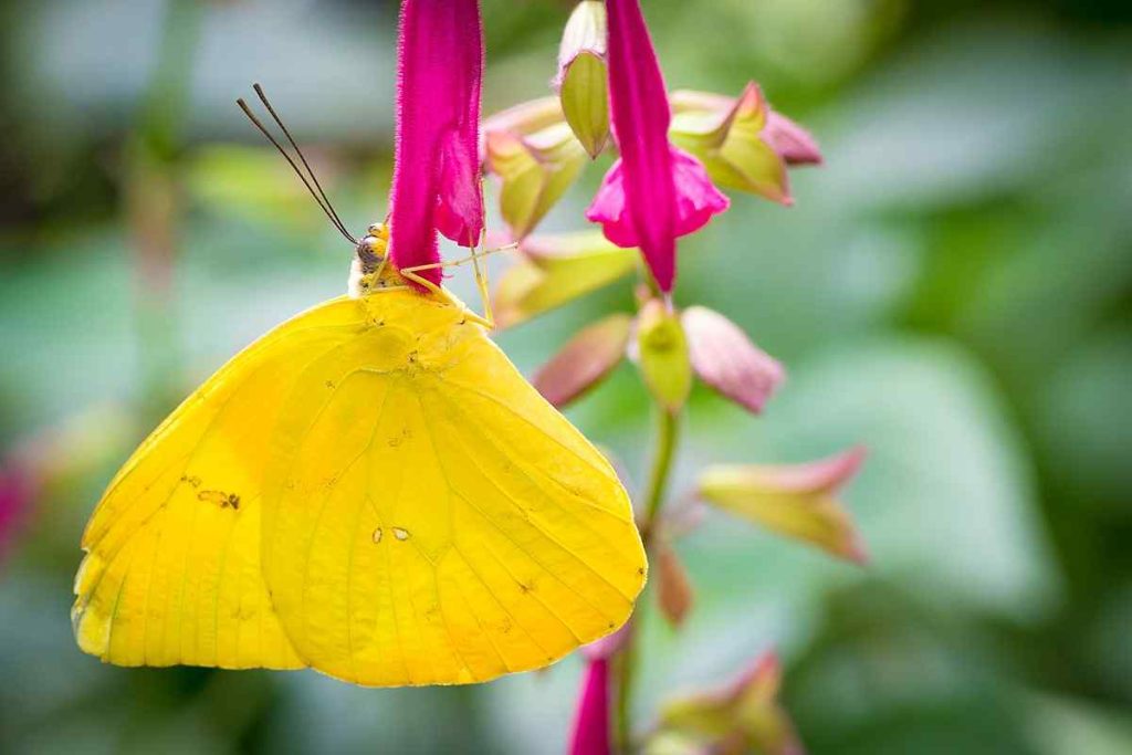 Cloudless Sulphur