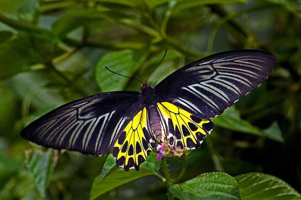 Common Birdwing