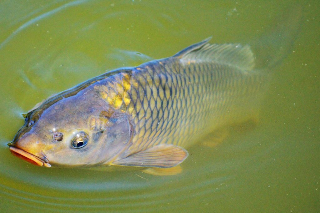 Common Carp