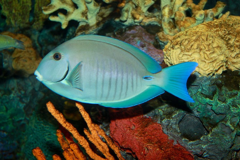 Doctor Fish