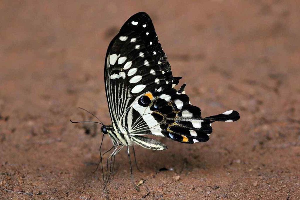 Emperor Swallowtail