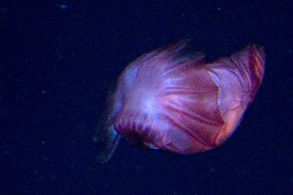 Enypniastes Eximia