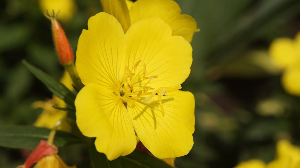 Evening Primrose