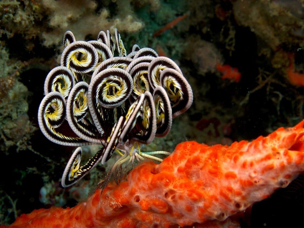 Feather Star