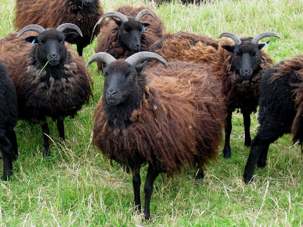 Flock of Hebridean Sheep